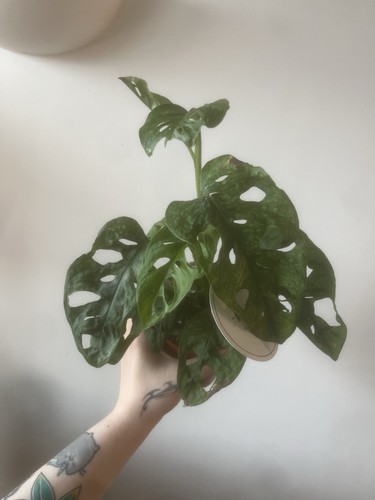 Monstera obliqua mint monkey - mint,
