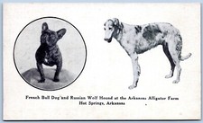 Postcard French Bull Dog