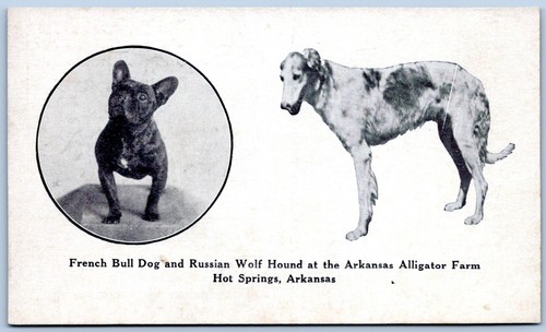 Postcard french bull dog - postcard,
