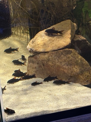 Juvenile black - black, (venezuelan)