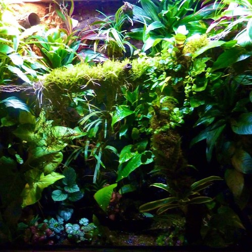 Terrarium decor kit extra - decor,