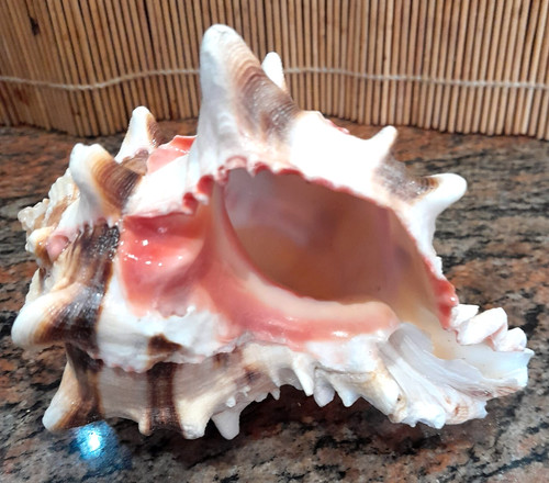 Murex brassica hermit crab - murex,