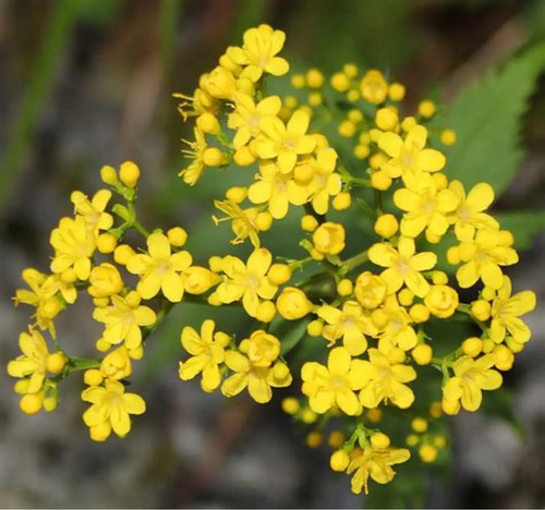 Patrina triloba perennial - patrina,