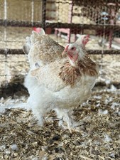 12++ Blue Salmon Brahma