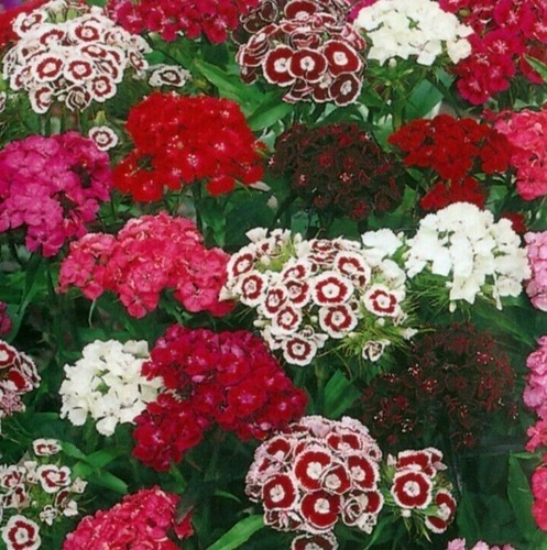 Dianthus barb mix sweet - barb.mix, (sweet