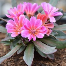 Lewisia little raspberry plant