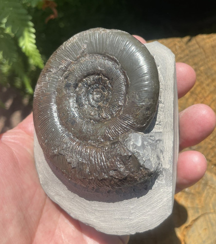 Dactylioceras tenuicostatum - dactylioceras,