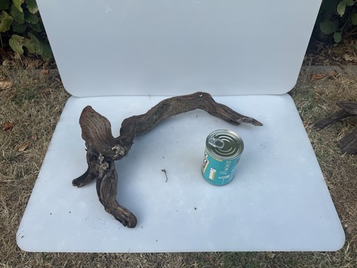Bogwood spider wood corbo - bogwood,