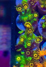 USA Grand Master Goni