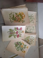 Antique Print c1880s