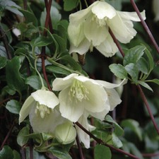 Flowering Climber, Clematis Wisley Cream, Winter Blooms, Evergreen, RHS, 9cm Pot