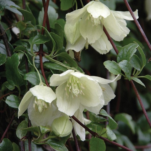 Flowering climber clematis - flowering,