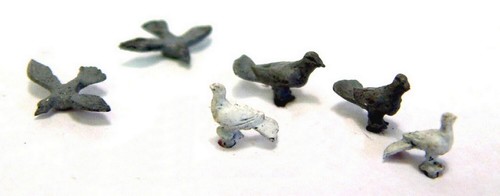 Birds doves pigeons f148p - birds,