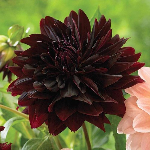 Cactus dahlia rip city summer - cactus,