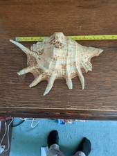 Vintage natural lambis - vintage,
