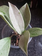 Hoya Publicalyx Silver Ghost