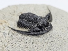 Cornuproetus Trilobite Fossil