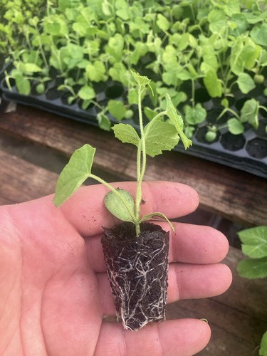Cucamelons plugplants - cucamelons, x6