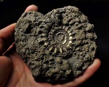 Large iron pyrite Eoderoceras ammonite fossil 105 mm Jurassic Coast Fossils UK