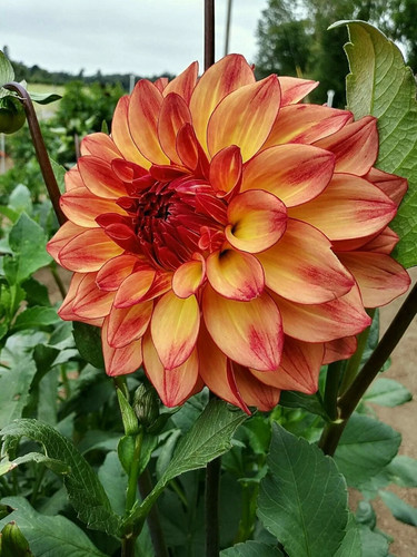 Dahlia seeds red salmon - seeds, red/salmon