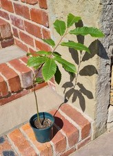Sweet Chestnut  ? 60 cm tall Tree  Dad / Mum Gardener Birthday present Gift