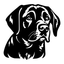 Labrador Retriever Dog Face