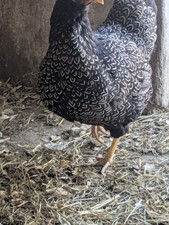 Silver double laced - **12+,