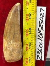 Rare carcharodontosaurus - rare,