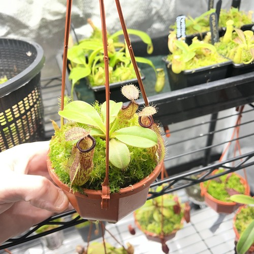 Nepenthes robcantleyi hamata - nepenthes,
