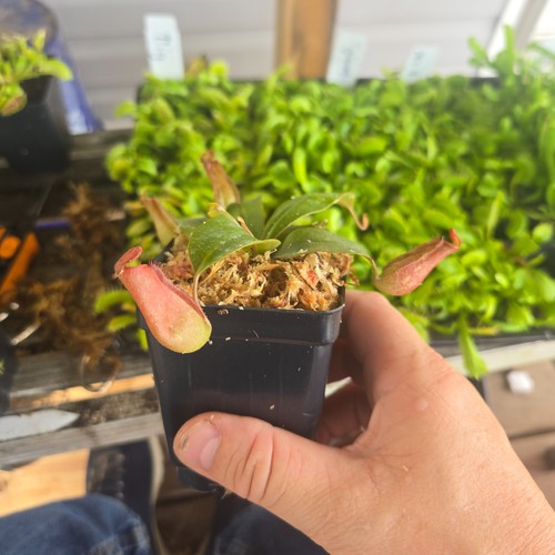 Nepenthes bloody mary red - nepenthes,