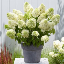 Flowering Shrub, Hydrangea