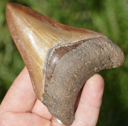Megalodon shark tooth - megalodon,