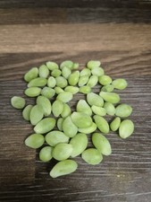 Sedum morganianum Burrito