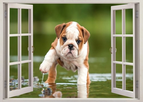 Mastiff bull dog - mastiff, puppies