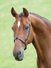 Shires Velociti Gara Cavesson