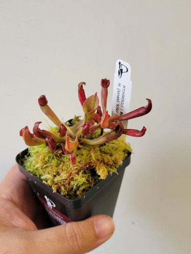 Heliamphora ionasii - , x