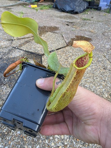 Nepenthes veitchii x - veitchii,