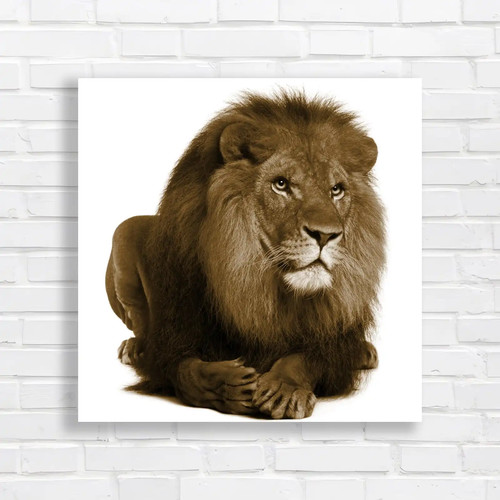 Portrait laying lion square - portrait,