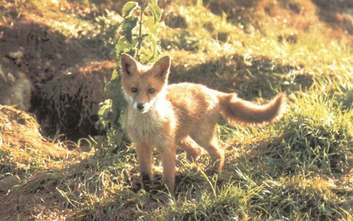 Postcard red fox cub - fox,