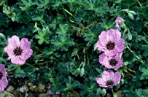 Hardy geranium cinereum - hardy,