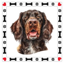 German Longhaired Pointer Dog