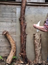 Yew Wood Log for Wood Turning