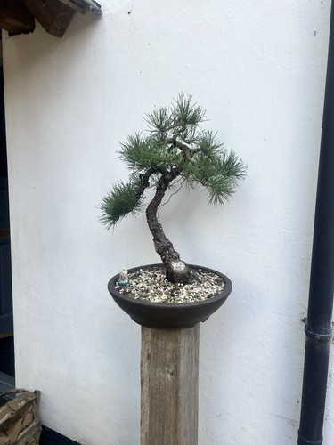 Very old yamadori - old, scots