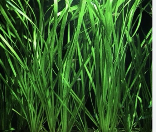 Live vallisneria freshwater - live,