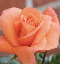 Scent From Heaven Fragrant