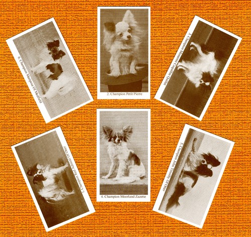 Papillon set six - set, dog