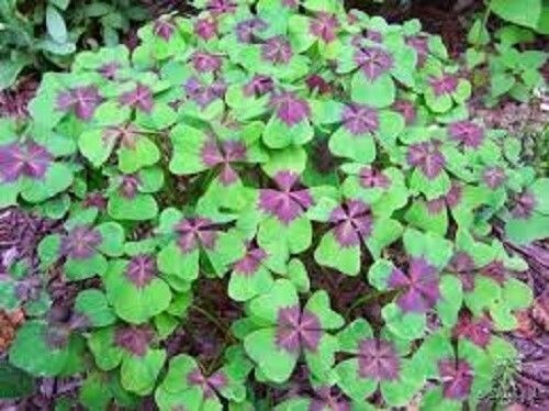 Seeds pink oxalis - ,
