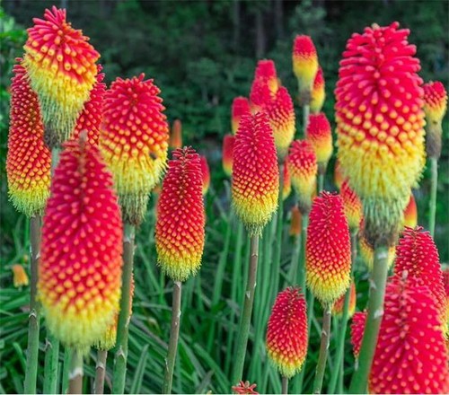 Kniphofia red hot poker - kniphofia,