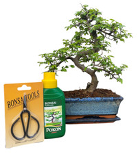 Chinese Elm Bonsai Tree Kit -