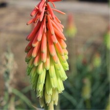KNIPHOFIA FIRE DANCE RED HOT